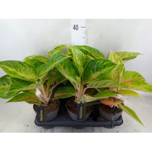 Aglaonema   ...