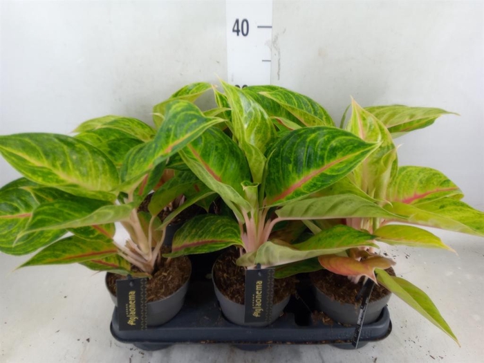 <h4>Aglaonema   ...</h4>