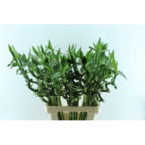 Drac S Lucky Bamboo 80cm