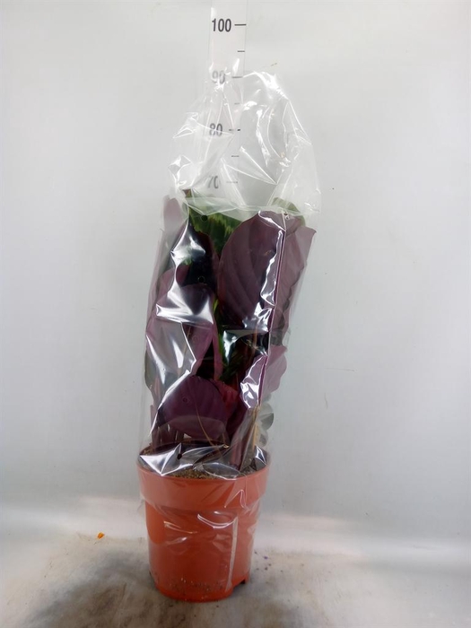 <h4>Calathea  'Medallion'</h4>