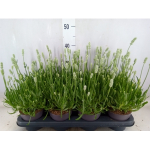 Lavandula angus. 'Aromance White'