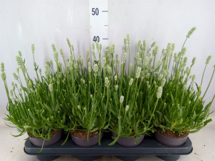 <h4>Lavandula angus. 'Aromance White'</h4>