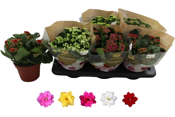 <h4>KAL GE RO GEM 5 KL</h4>