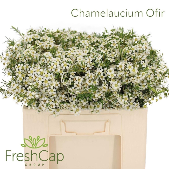 <h4>Chame Un Ofir</h4>