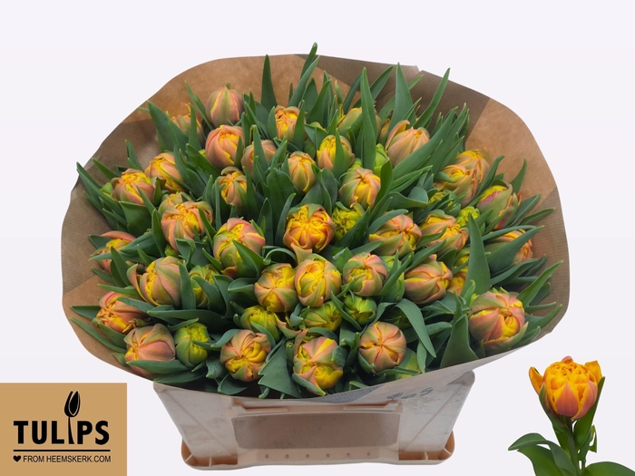 <h4>TU DU SPAIN</h4>