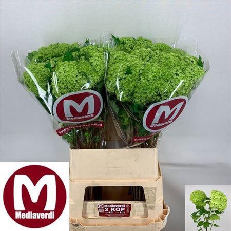 <h4>Viburnum Roseum 90cm 3 Bal</h4>