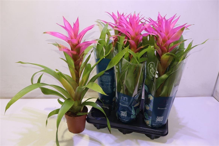 <h4>Guzm Suerte Cerise</h4>