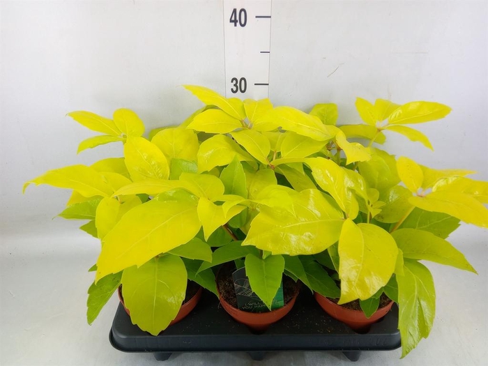 <h4>Schefflera actin.</h4>