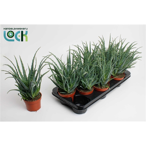 <h4>Aloe arborescens</h4>