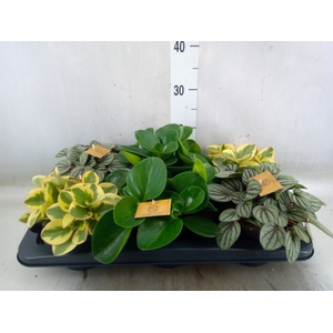 Peperomia   ...mix
