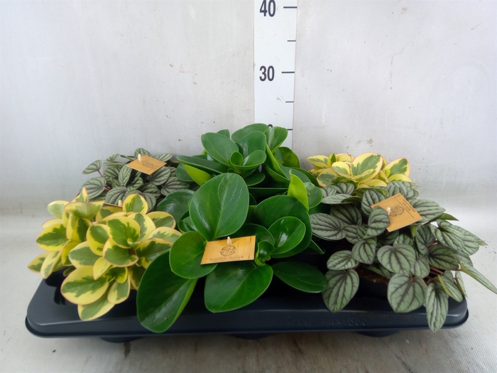 <h4>Peperomia   ...mix</h4>