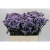 Limonium sinuatum Donau Birds