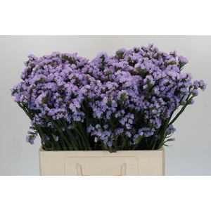 Limonium sinuatum Donau Birds