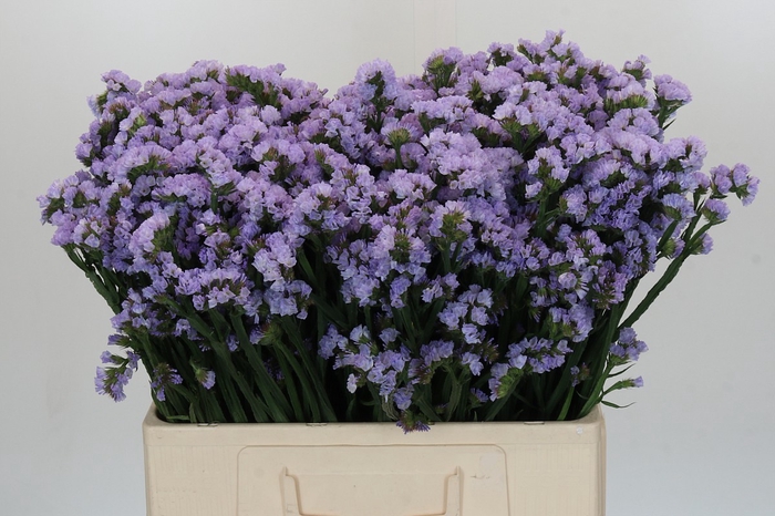 <h4>Limonium sinuatum Donau Birds</h4>