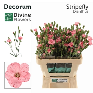 Dianthus TR 'Solandis Stripefly'
