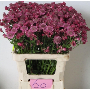 Astrantia Star Of Promise