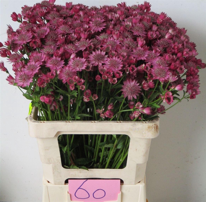 <h4>Astrantia Star Of Promise</h4>
