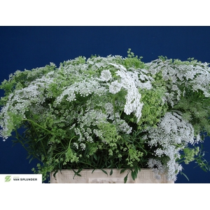 AMMI MAJUS