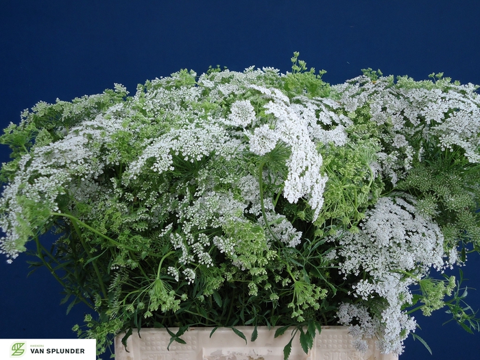 <h4>AMMI MAJUS</h4>