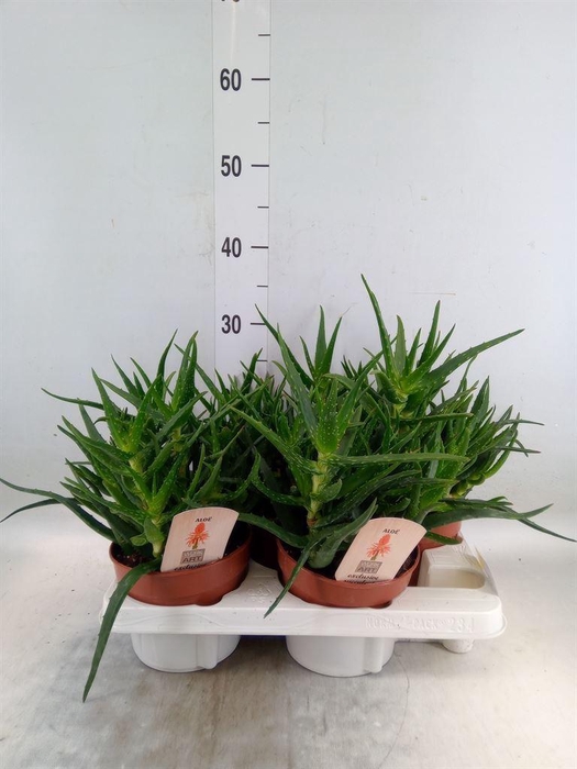 <h4>Aloe   ...</h4>
