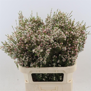 Chamelaucium My Sweet Sixteen