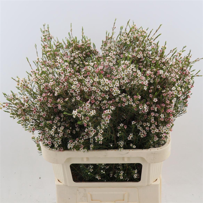 <h4>Chamelaucium My Sweet Sixteen</h4>