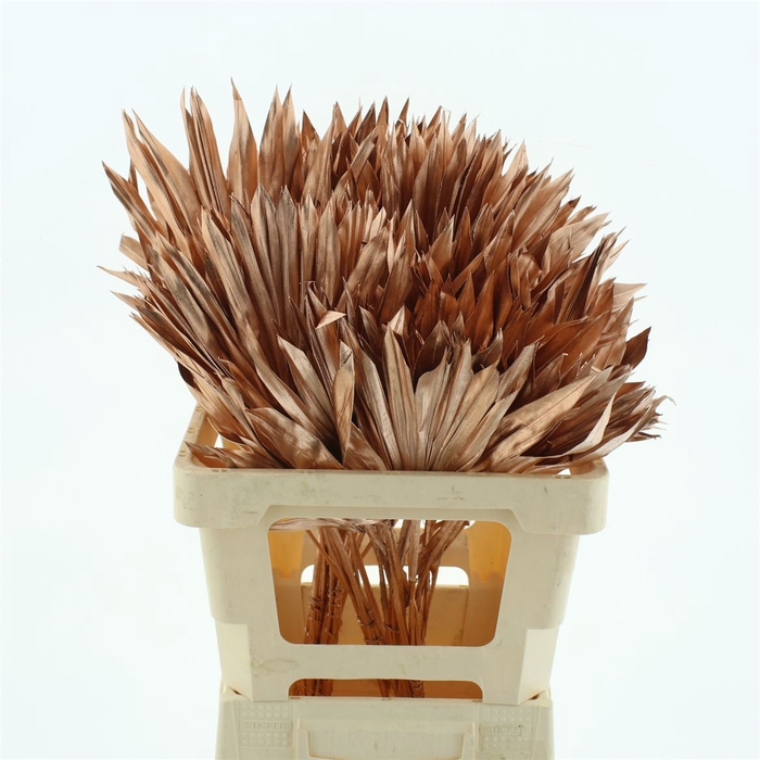 <h4>Dried Palm Sun Koper</h4>