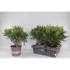 NERIUM OLEANDER OV
