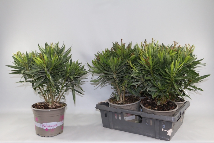 <h4>NERIUM OLEANDER OV</h4>