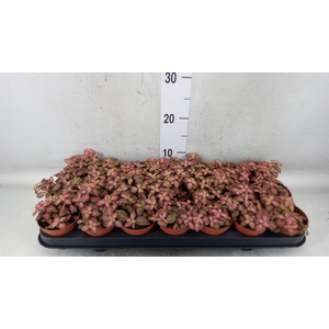 Fittonia verschaf. 'Red Angel'