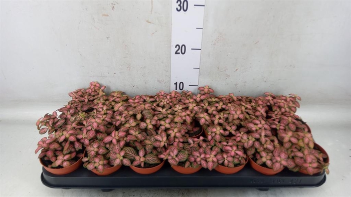 <h4>Fittonia verschaf. 'Red Angel'</h4>