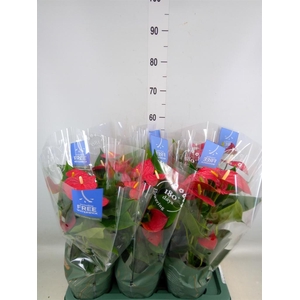 Anthurium andr. 'Karma Red'