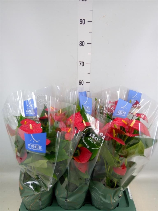 <h4>Anthurium andr. 'Karma Red'</h4>