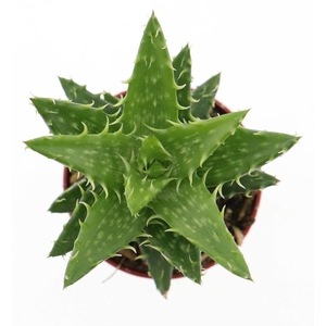 Aloe Squarrosa