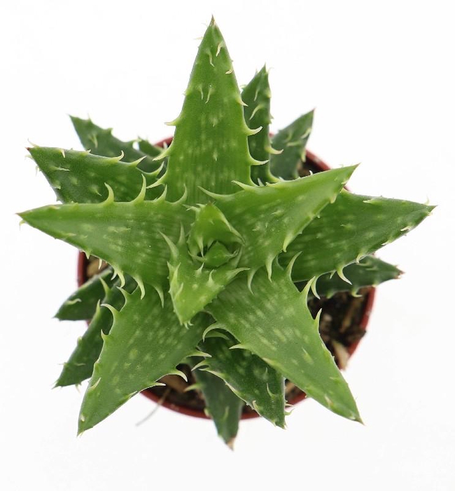 <h4>Aloe Squarrosa</h4>