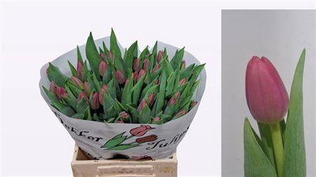 <h4>Tu En Lipstick</h4>