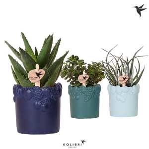 Kolibri Greens Succulenten mix in Fruity pot blue mix