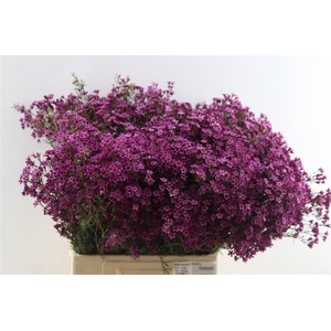 Chame Early Purple 70 Cm 60 Gr