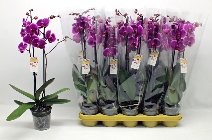 <h4>PHAL AN DURBAN</h4>