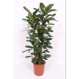 Ficus Cyathistipula 2pp