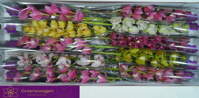 <h4>Cymb Mi Gem</h4>