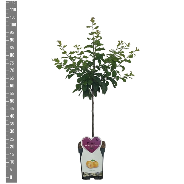 <h4>Prunus d. Reine cl. d'Oullins Patioboom</h4>