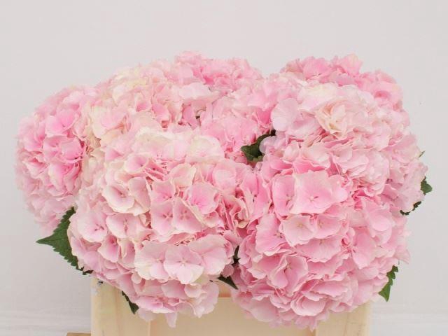<h4>HORT VERENA PINK</h4>