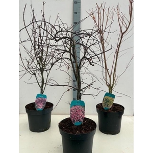 Acer mix P26 Full CC 5/8 species