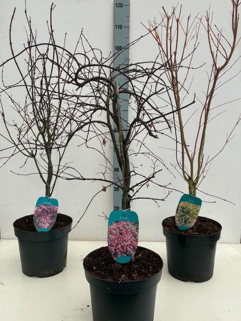 <h4>Acer mix P26 5/8 species</h4>