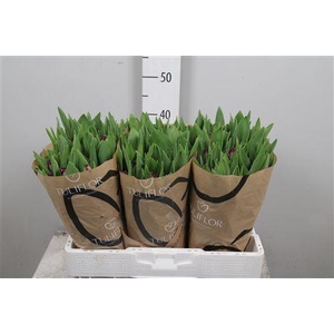 Tu Fr Purple Crystal