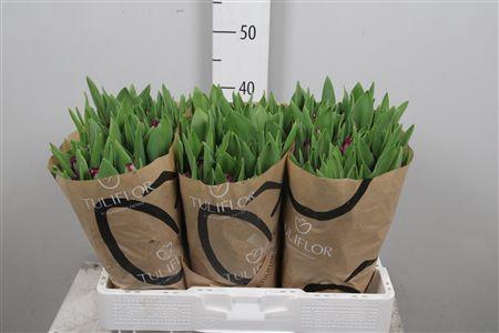 <h4>Tu Fr Purple Crystal</h4>