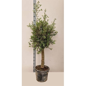 .Olea europaea