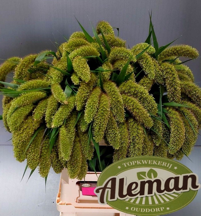 <h4>SETARIA ITALICA</h4>
