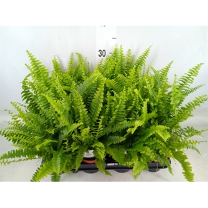 Nephrolepis exal. 'Green Lady'